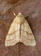 Orange Sallow