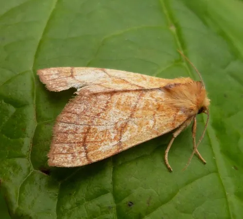 Orange Sallow - photo 2