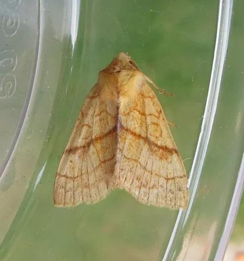 Orange Sallow - photo 3