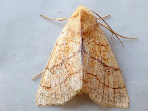 Orange Sallow - photo 4