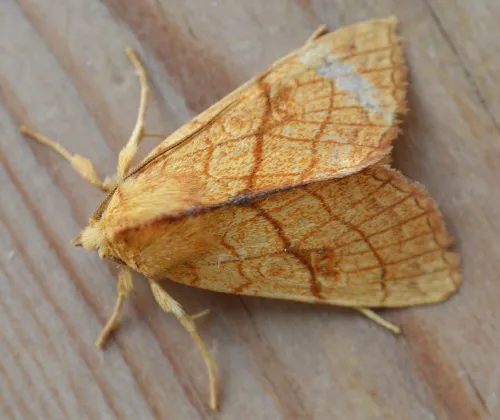 Orange Sallow - photo 5