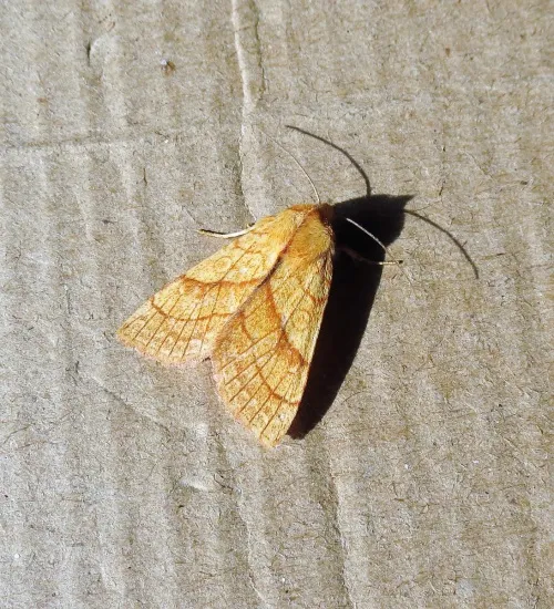 Orange Sallow - photo 6