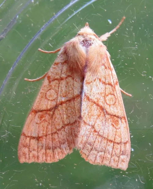 Orange Sallow - photo 7