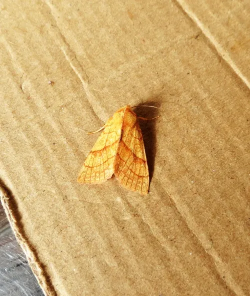 Orange Sallow - photo 8