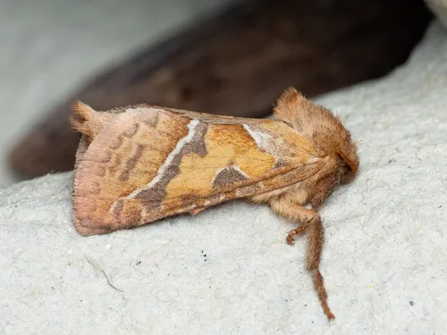 Orange Swift - photo 6
