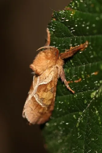 Orange Swift - photo 8