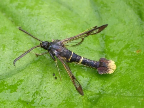 Orange-tailed Clearwing