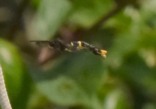 Orange-tailed Clearwing - photo 2