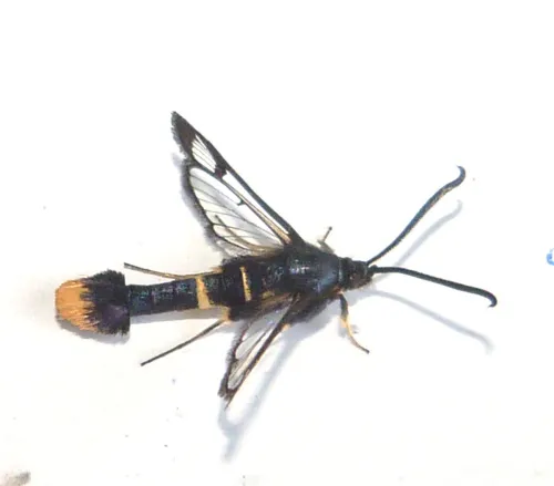 Orange-tailed Clearwing - photo 3