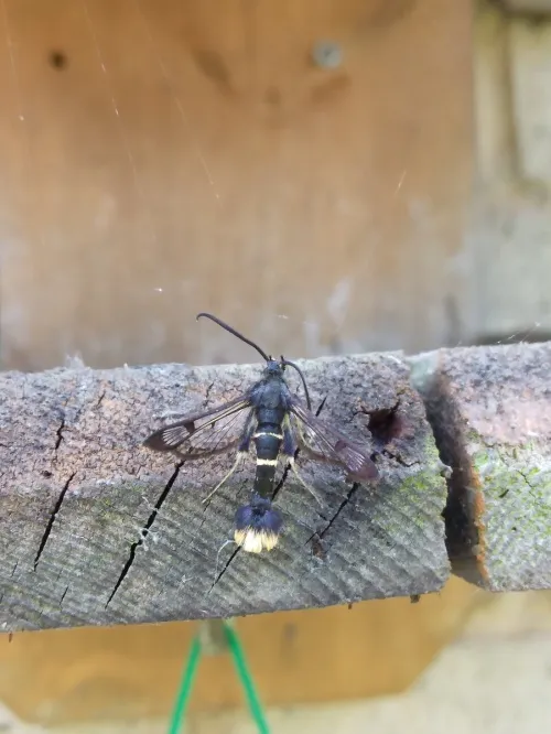 Orange-tailed Clearwing - photo 4