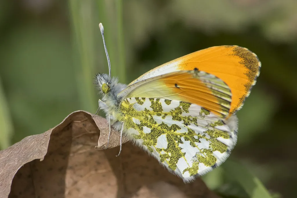 Orange-tip - photo 2