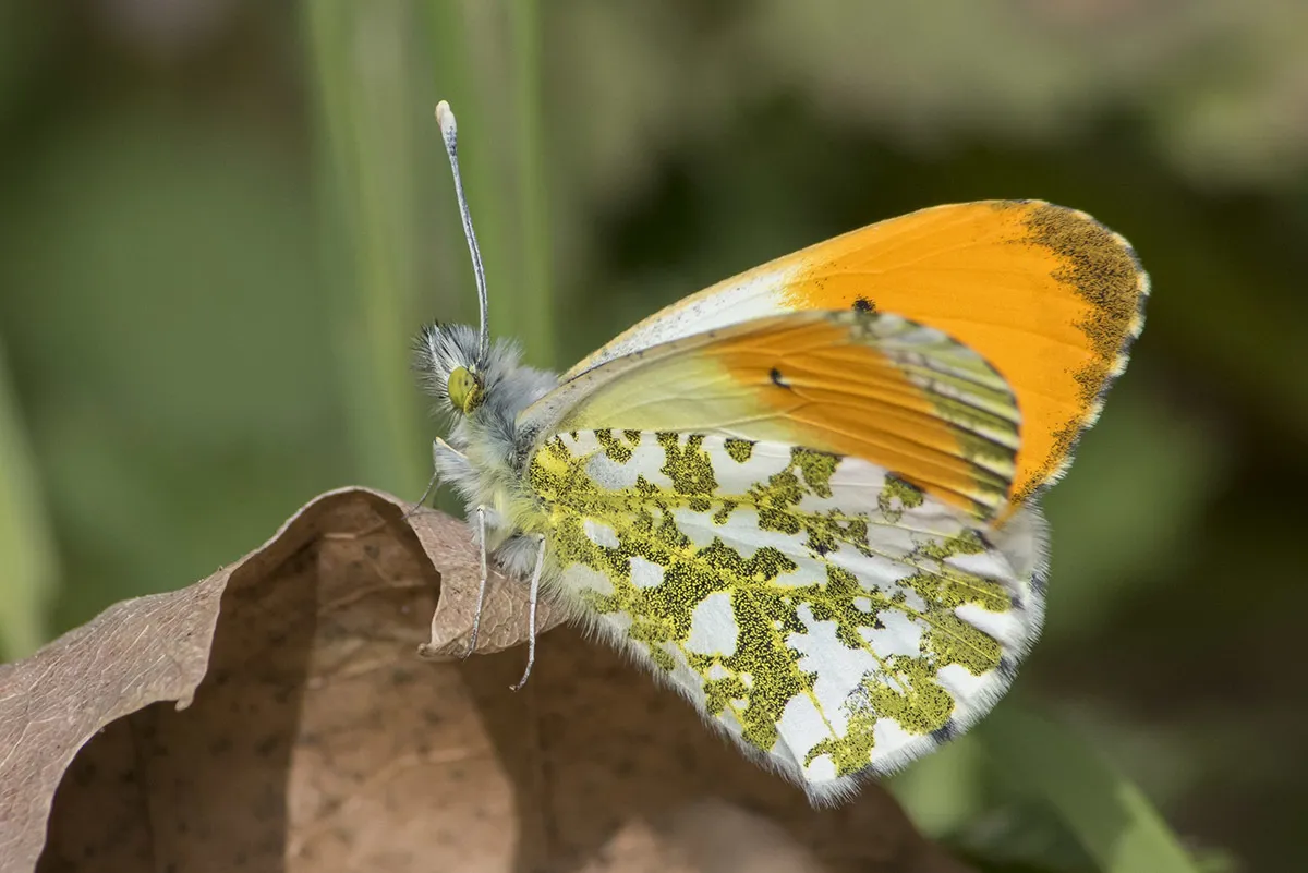 Orange-tip - photo 3