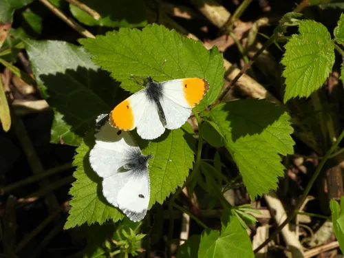 Orange-tip - photo 4