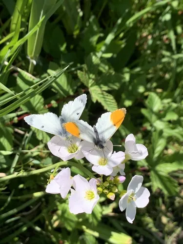 Orange-tip - photo 5