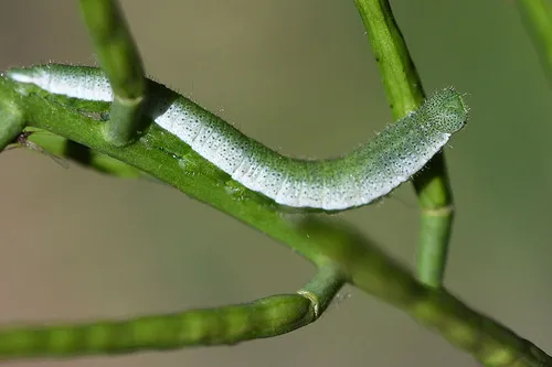 Orange-tip - photo 6