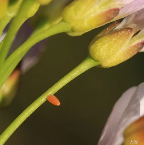 Orange-tip - photo 7
