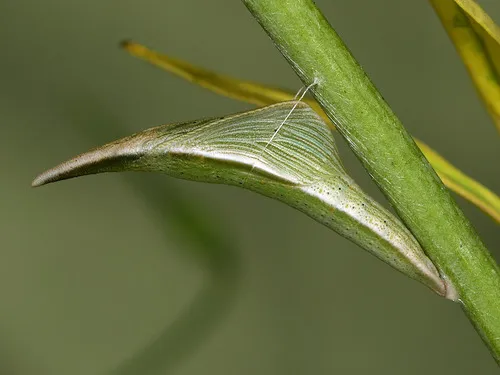 Orange-tip - photo 8