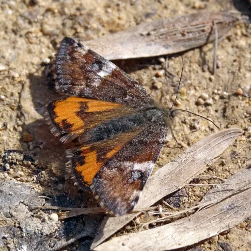 Orange Underwing