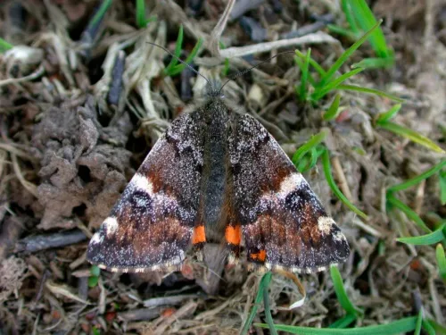 Orange Underwing - photo 2