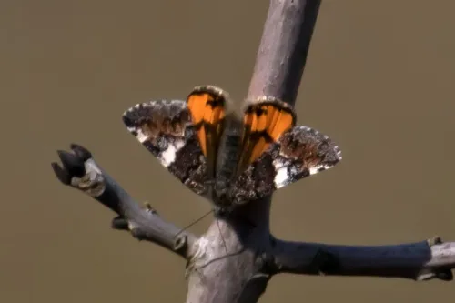 Orange Underwing - photo 3