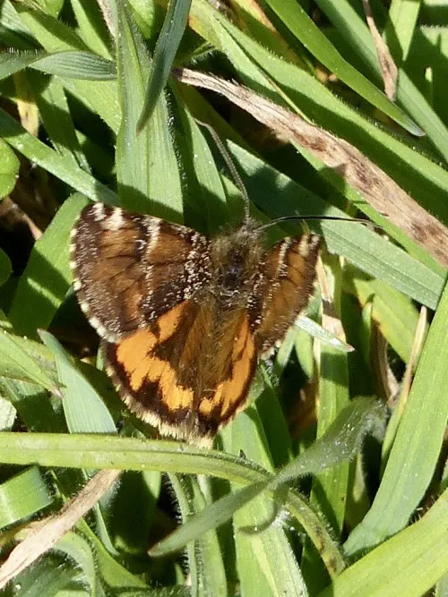Orange Underwing - photo 4