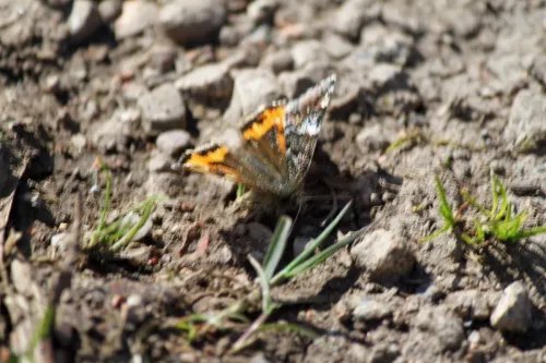 Orange Underwing - photo 5
