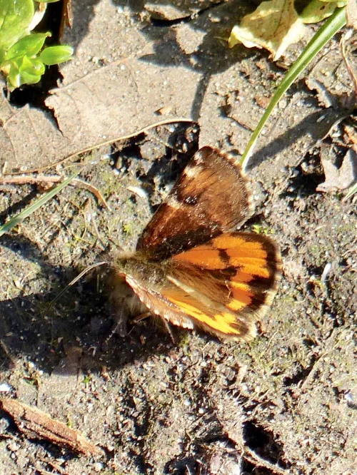 Orange Underwing - photo 6