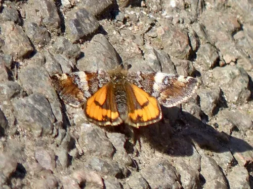 Orange Underwing - photo 7