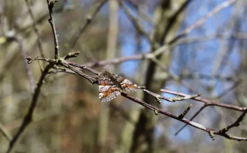 Orange Underwing - photo 8
