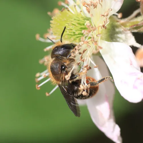 Orange-vented Mason Bee - photo 8
