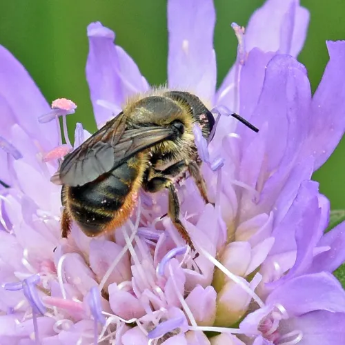 Orange-vented Mason Bee - photo 2