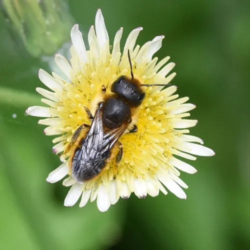 Orange-vented Mason Bee - photo 3
