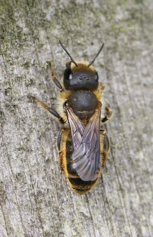 Orange-vented Mason Bee - photo 4