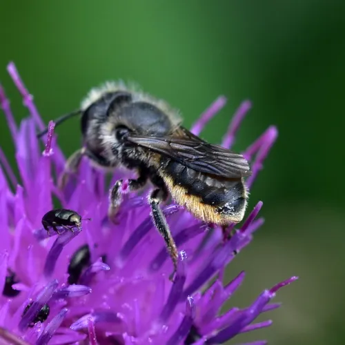 Orange-vented Mason Bee - photo 5