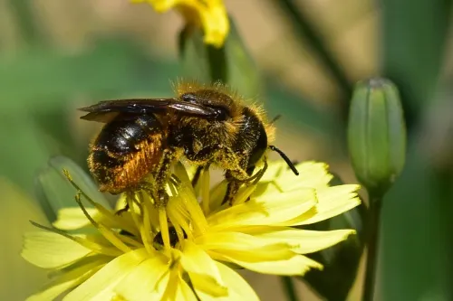 Orange-vented Mason Bee - photo 6