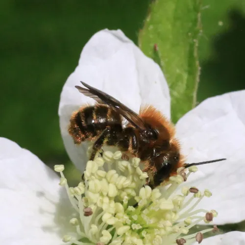 Orange-vented Mason Bee - photo 7