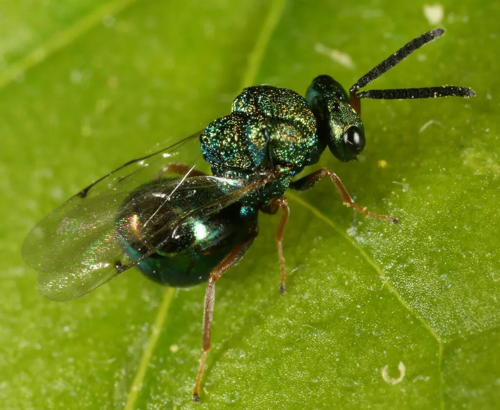 Orasema castilloae