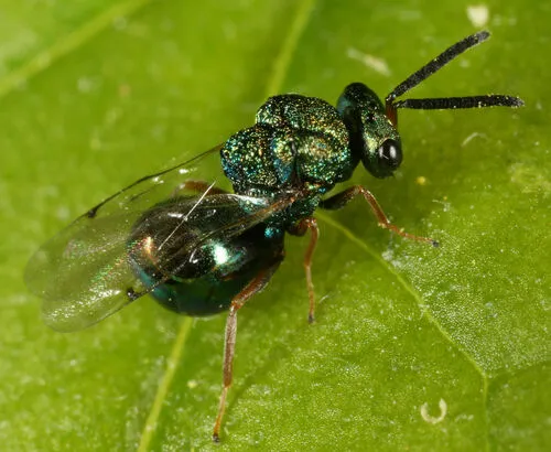 Orasema castilloae - photo 2