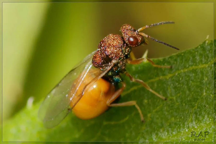 Orasema freychei - photo 2