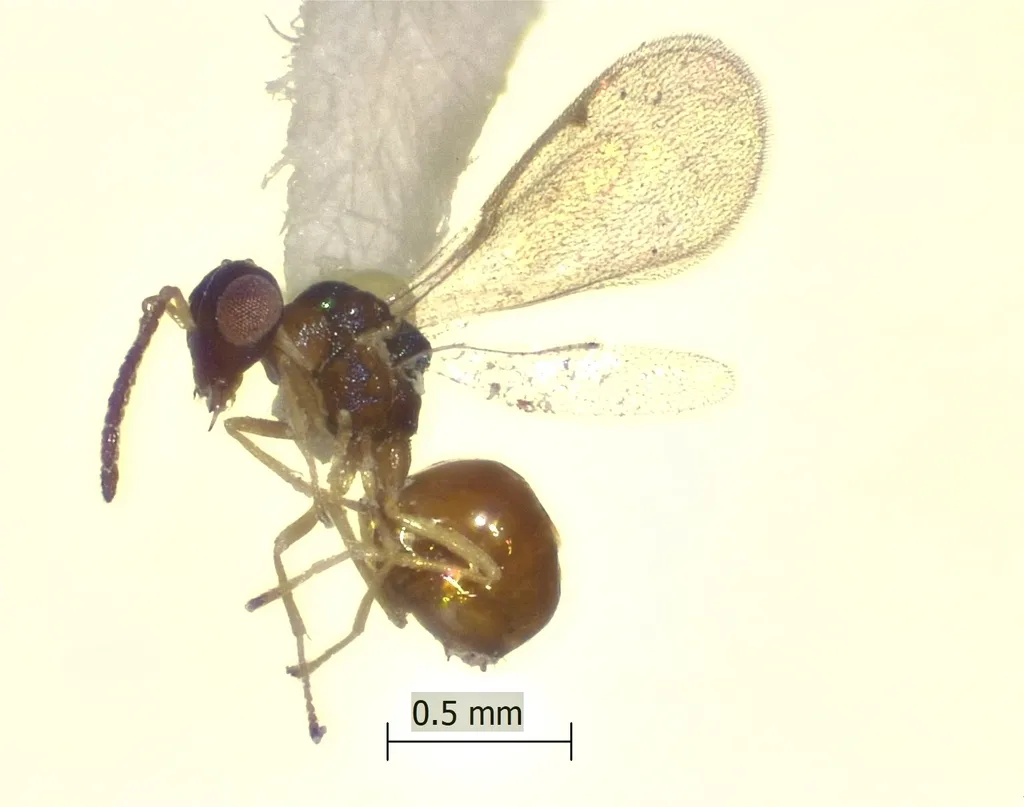 Orasema minutissima
