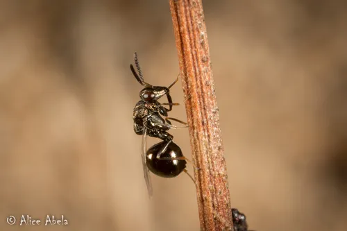 Orasema occidentalis