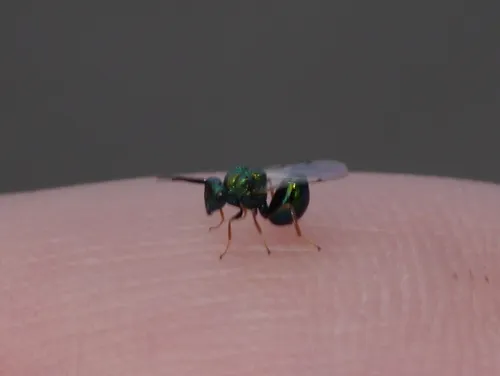 Orasema tolteca