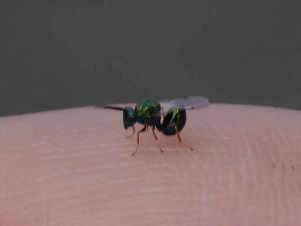 Orasema tolteca - photo 2