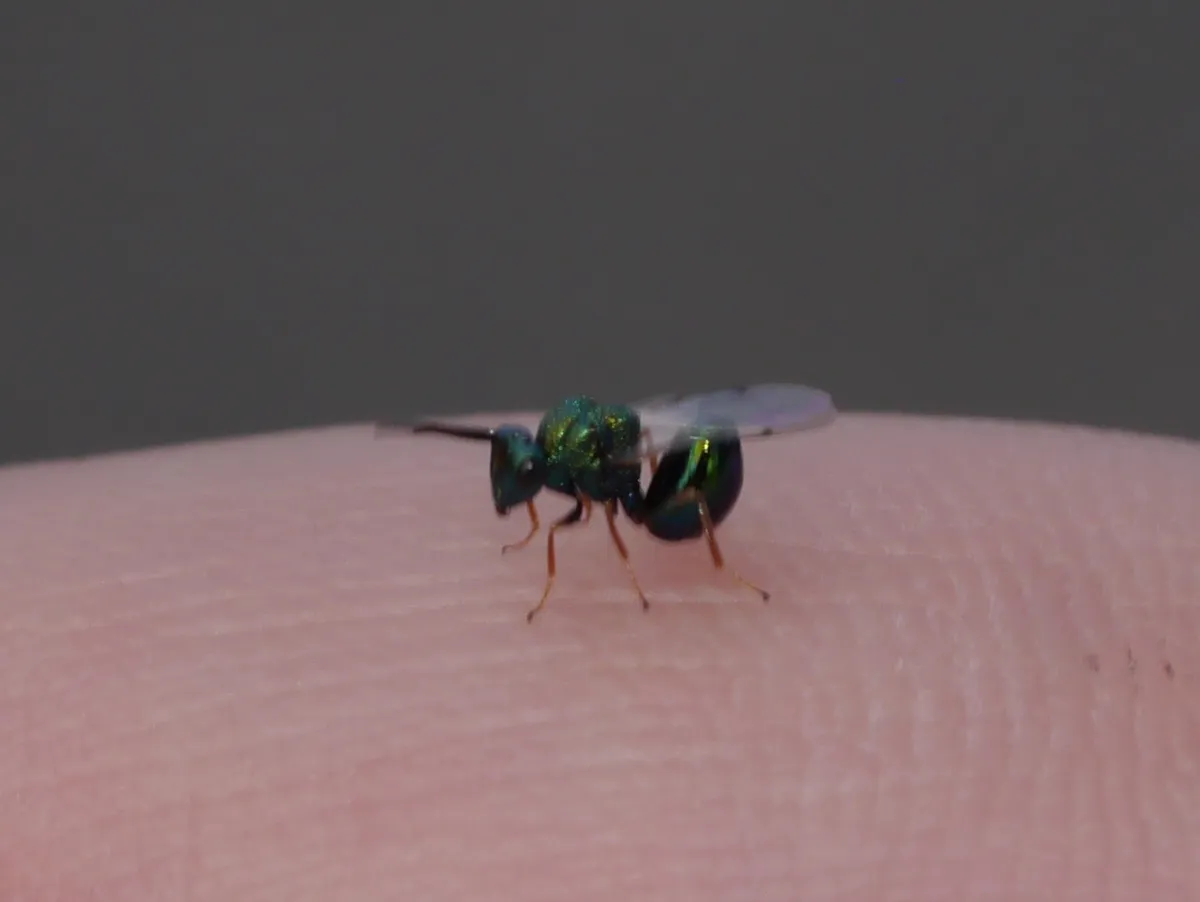 Orasema tolteca - photo 3