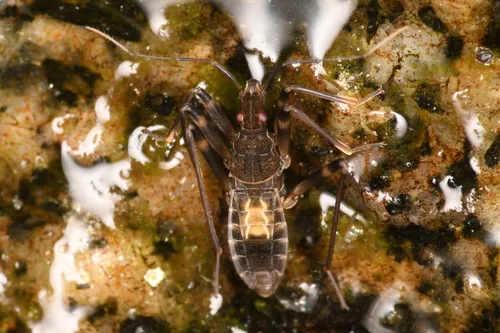 Oravelia pege