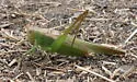 Agile Meadow Katydid