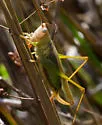 Agile Meadow Katydid - photo 2