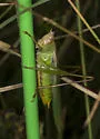 Agile Meadow Katydid - photo 3
