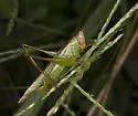 Agile Meadow Katydid - photo 4