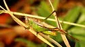 Agile Meadow Katydid - photo 5